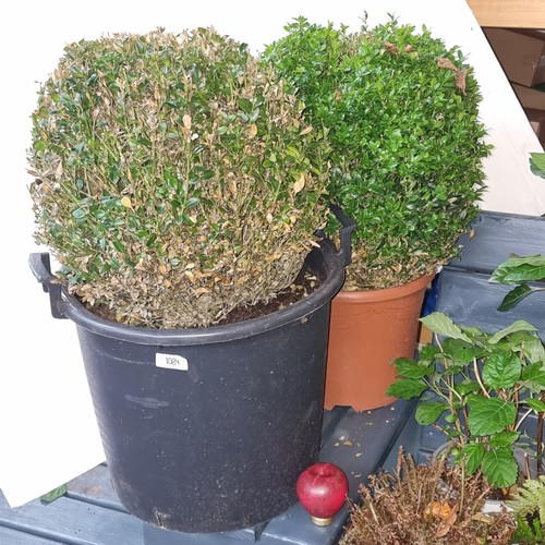 1084 - Two garden plant pots of 'buxus sempervirens' also known as 'Common Box'.