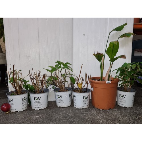 1086 - Six garden potted plants. Includes five hydrangea flowering plants and a 'Wild banana' plant.