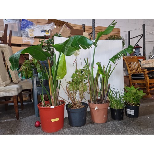 1087 - Five large garden potted plants. Includes ' Strelitzia' alsi known as 'Bird of paradise', a hydrange... 