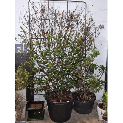 1090 - A very large potted 'Red Tip Photinia' Plant, in a large pot with a trestle back. Needs a van to col... 