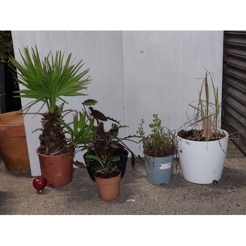 1091 - Five lovely potted plants. Includes 'Goeppertia lousae' and 'Chinese Windmill Palm'.