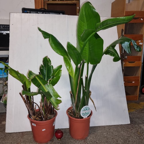 1096 - Two 'Wild Banana' potted plants.