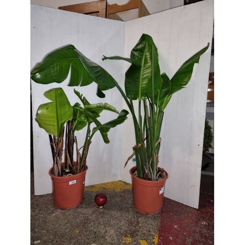 1095 - Two large 'Wild Banana' potted plants.