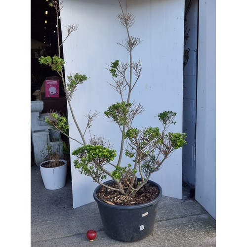 1092 - A large potted 'Japanese Holly' flowering plant. About. 6 feet tall