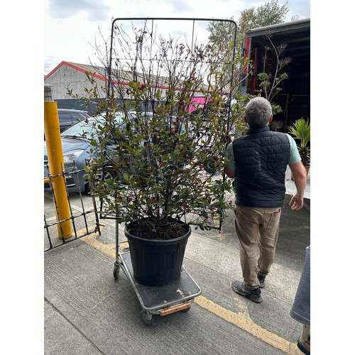 1090 - A very large potted 'Red Tip Photinia' Plant, in a large pot with a trestle back. Needs a van to col... 