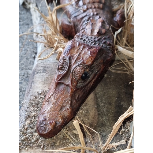 1282 - Star lot: An Alligator / Caymen taxidermy display on a wooden base, featuring naturalistic details a... 