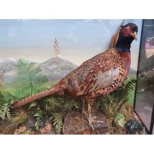 1300 - Star lot : A large glazed display of a taxidermy pheasant. Super display with hand painted backgroun... 