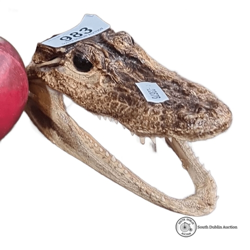 983 - Alligator head taxidermy piece with open jaw.