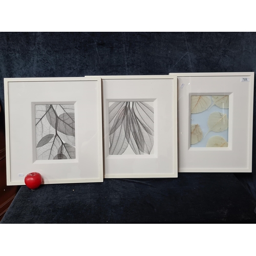 722 - A series of three quality prints. Features botanical studies of varied leaves. Housed in white woode... 