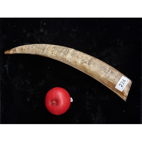 224 - A contemporary version of fantastic 18th Century Walrus tusk. Features black and white scrimshaw rea... 