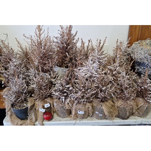 846 - Approx 20 Christmas frosted plants.