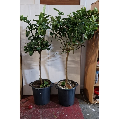 872 - A pair of Tall Citrus Plants / Trees, in pots. Features an aromatic fragrance.