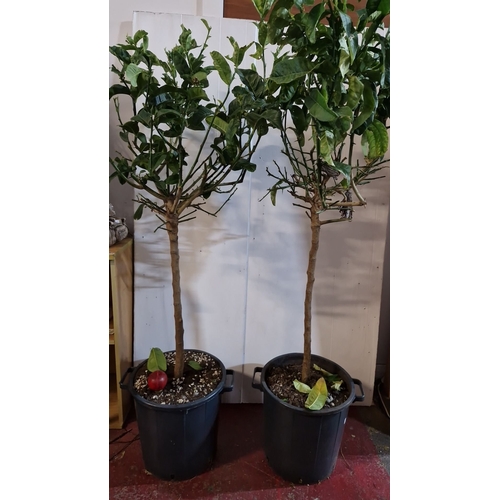 873 - A pair of Tall Citrus Plants / Trees, in pots. Features an aromatic fragrance.