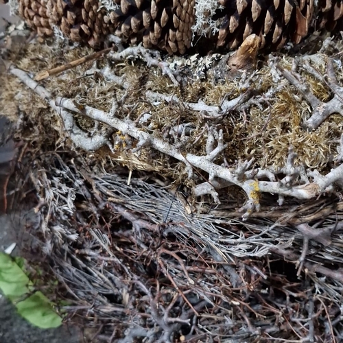 875 - Five Decorative christmas pine cone and natural material wreath  featuring intricate twig and moss d... 