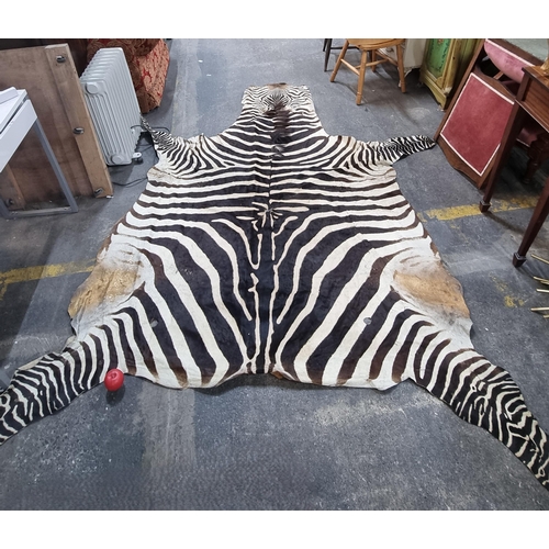 748 - Super Star Lot: A 1920s full size Grade A Burchell zebra hide rug. Brought back from South Africa to...