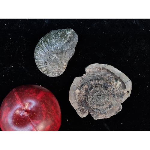 181 - A pair of fossilized ammonites, which are the preserved remains of extinct marine mollusks that live... 