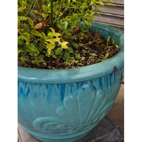 619 - A very very large ceramic plant pot with decorative raised patterns and Sweet box shrub. in vgc.