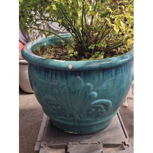 619 - A very very large ceramic plant pot with decorative raised patterns and Sweet box shrub. in vgc.