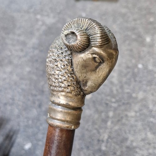 452 - A highly detailed antique gentleman's walking cane showcasing a silver played ram's head handle.