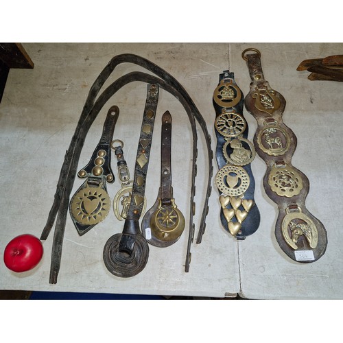 364 - A lovely collection of 19th century horse brasses all on original leather.