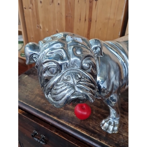 691 - Star Lot : A very full size Large chromed XL bulldog sculpture, finely detailed with muscular form a... 