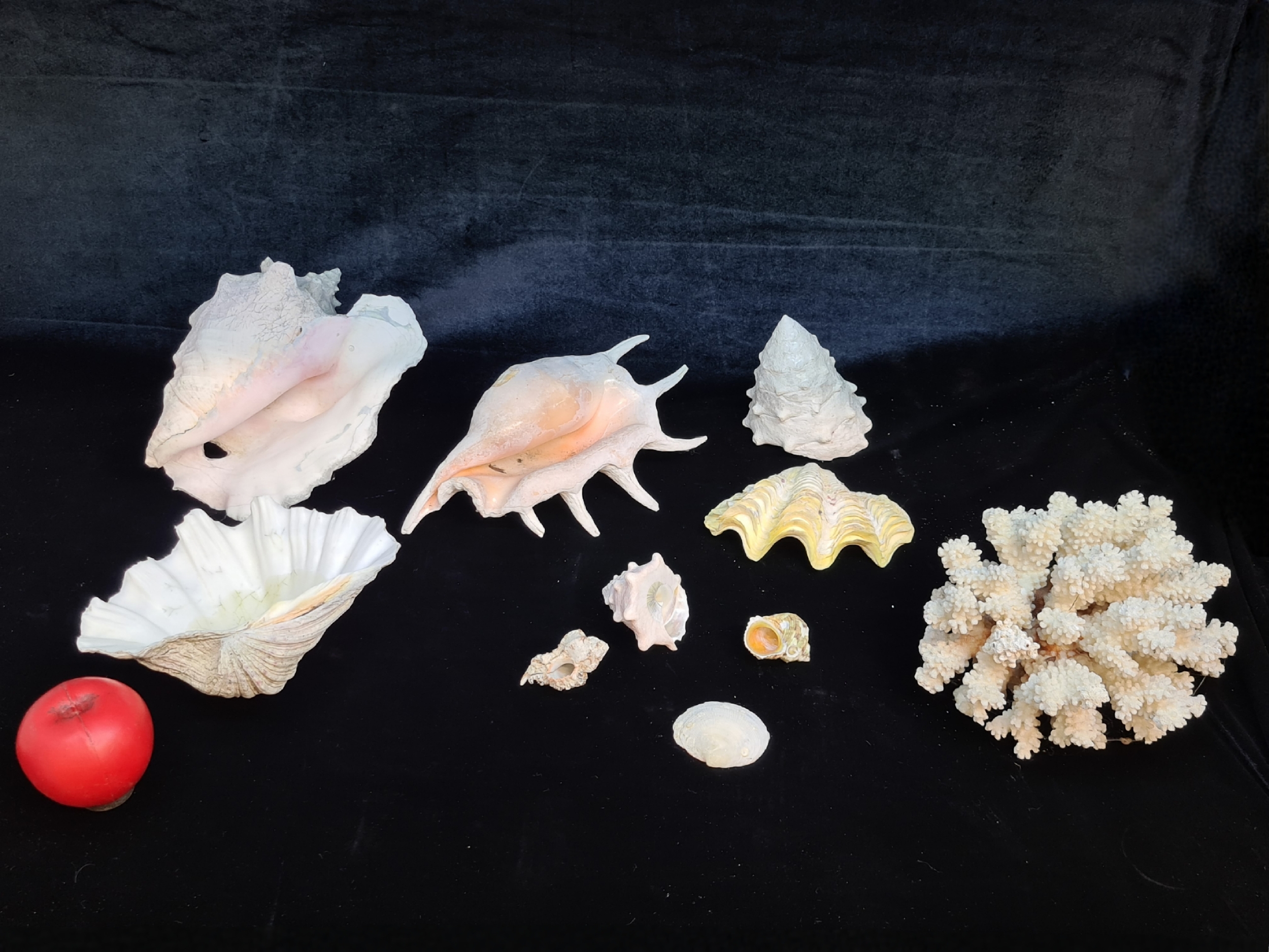 Ten pieces of shells and coral including large conch shell examples.