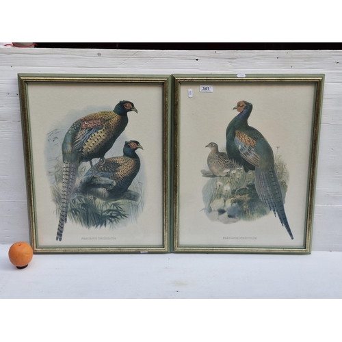A pair of vintage prints after original artworks titled 'Phasianus versicolor' and 'Phasianus Decollatus'. Both housed in matching wooden gilt frames behind glass.