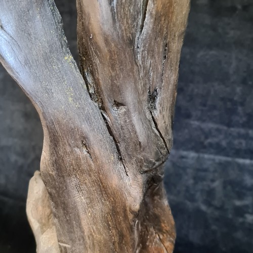 117 - Star Lot : A fabulous prehistoric Irish Bog Oak Statue. There is no better material for interesting ... 