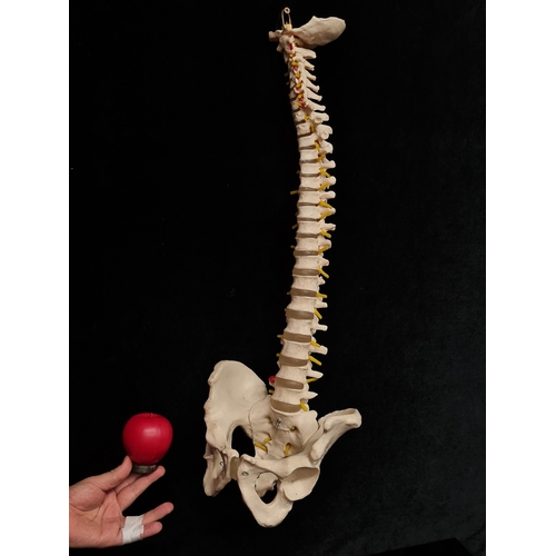 148 - Star Lot: Always love these, A Scientific classic flexible human spine model with Pelvis. This is a ... 