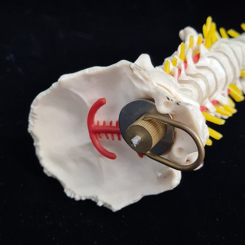 148 - Star Lot: Always love these, A Scientific classic flexible human spine model with Pelvis. This is a ... 