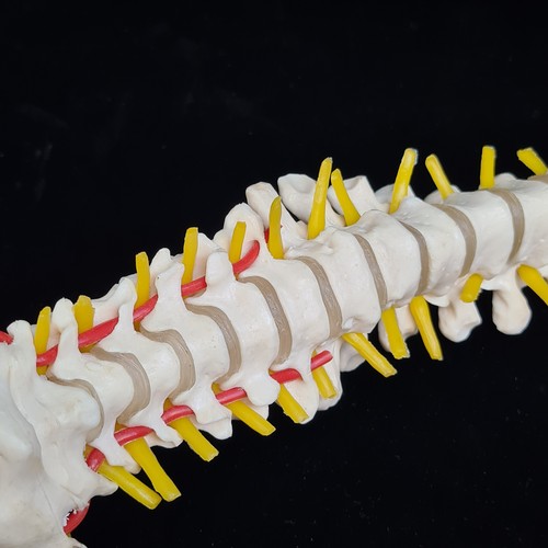 148 - Star Lot: Always love these, A Scientific classic flexible human spine model with Pelvis. This is a ... 