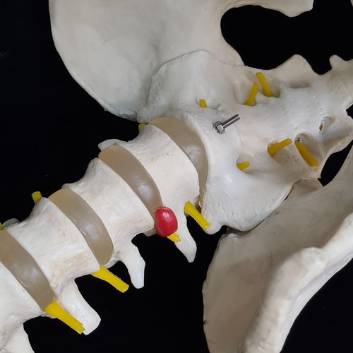 148 - Star Lot: Always love these, A Scientific classic flexible human spine model with Pelvis. This is a ... 
