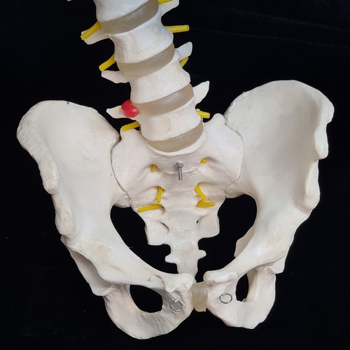 148 - Star Lot: Always love these, A Scientific classic flexible human spine model with Pelvis. This is a ... 