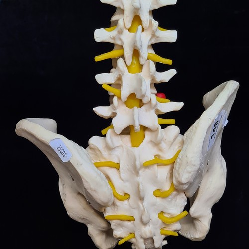 148 - Star Lot: Always love these, A Scientific classic flexible human spine model with Pelvis. This is a ... 