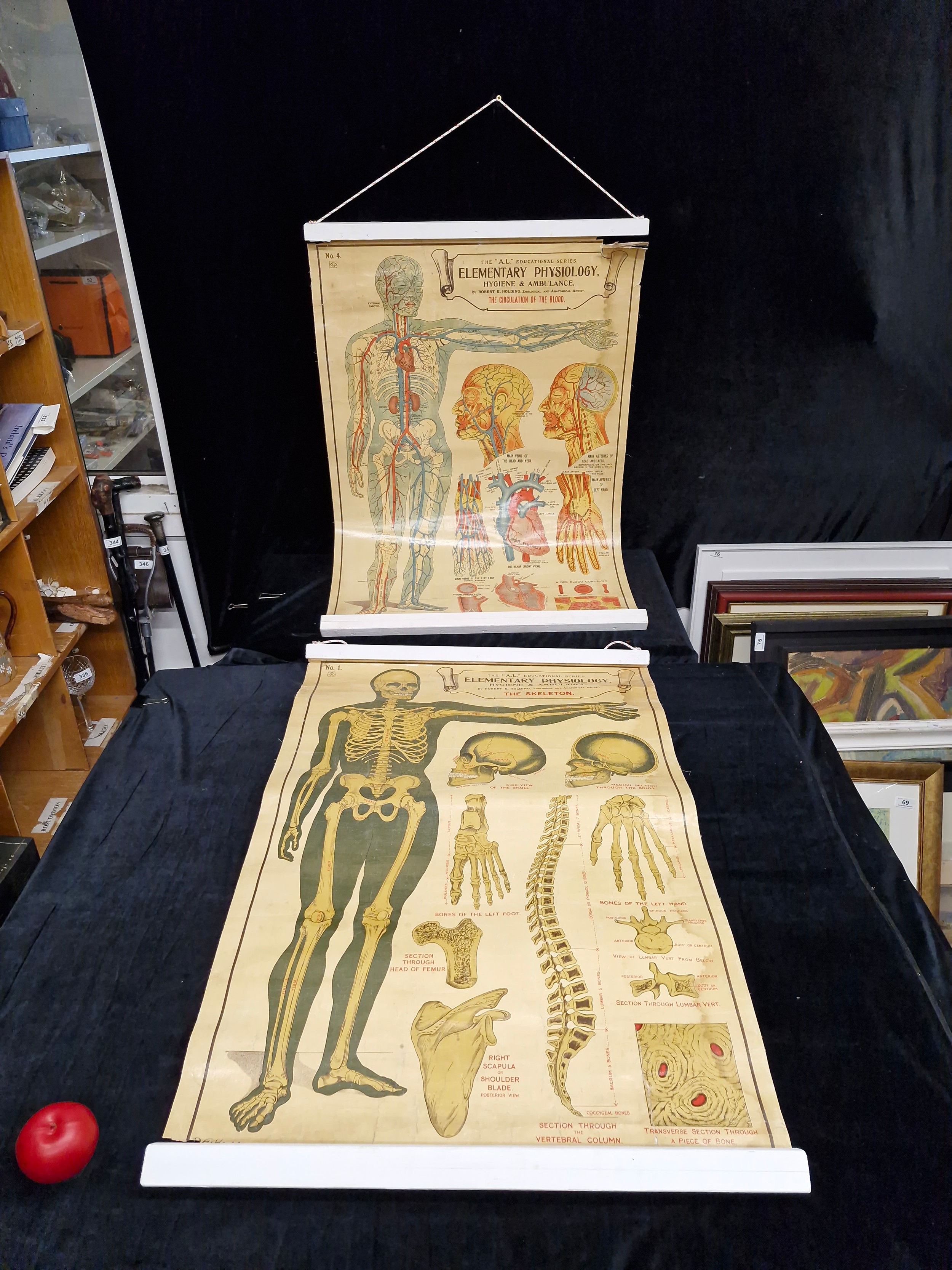 Two good vintage Physiology large posters, Always think these are super ...