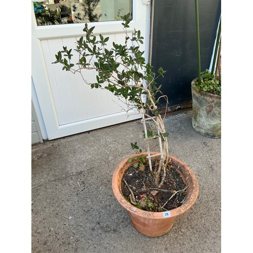 Lot 28        