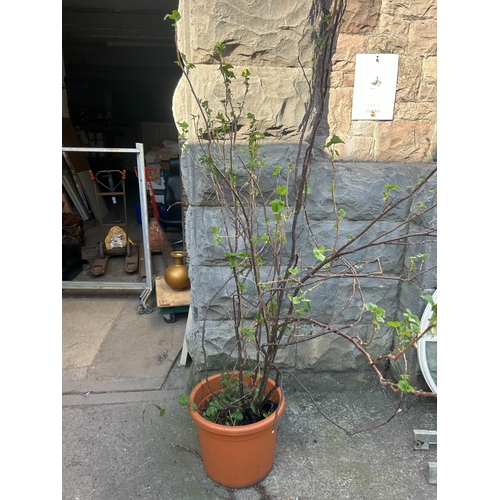 Lot 54        