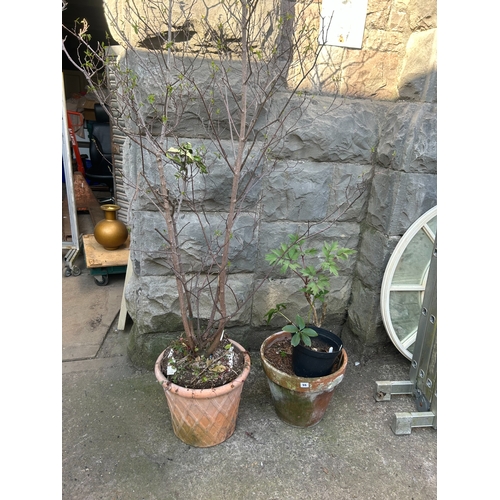 Lot 55        