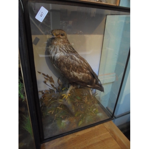 407 - Cased Taxidermy Common Buzzard mounted on branch with woodland ferns