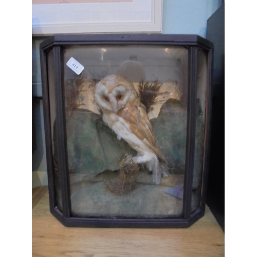 414 - Taxidermy Barn Owl in glass fronted case perched on branch