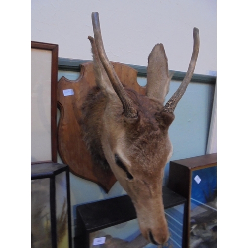 416A - Wall mounted antelope head (mask mount taxidermy) in good condition.