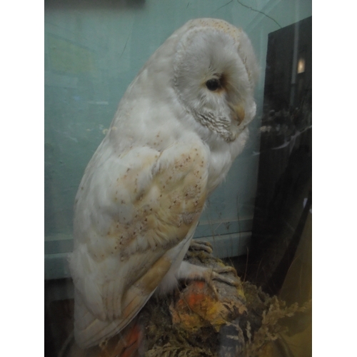 419 - Taxidermy Barn Owl on grassed tree stump in Victorian circular domed case