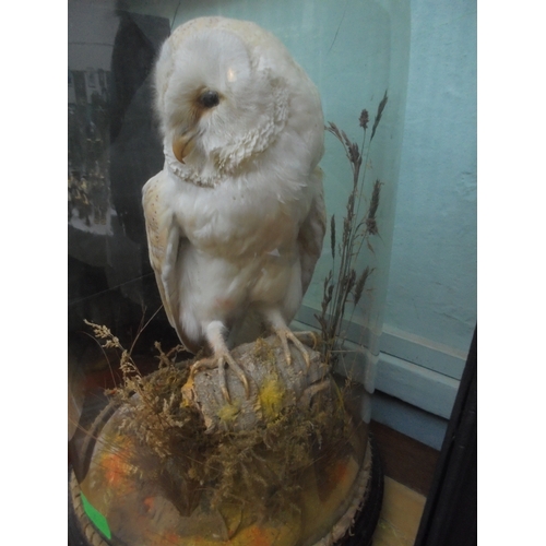 419 - Taxidermy Barn Owl on grassed tree stump in Victorian circular domed case