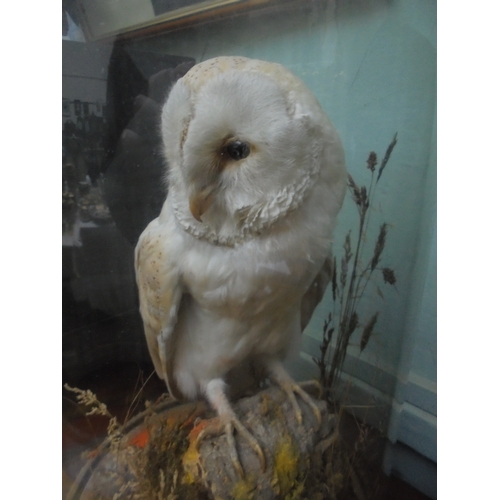 419 - Taxidermy Barn Owl on grassed tree stump in Victorian circular domed case