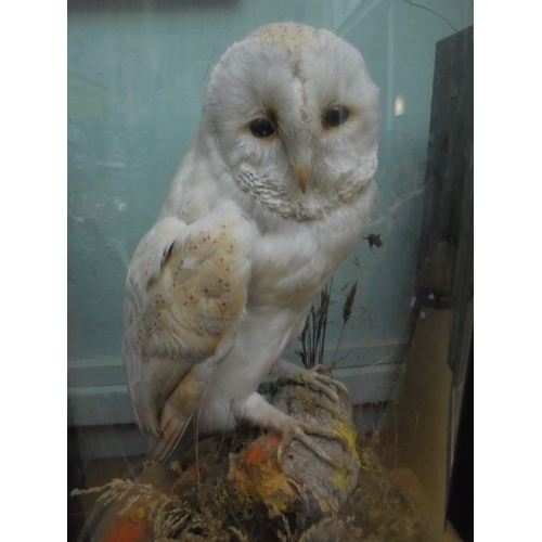 419 - Taxidermy Barn Owl on grassed tree stump in Victorian circular domed case