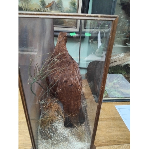 411 - Pair of Taxidermy Grouse and moorland setting, glass case with date November 1907