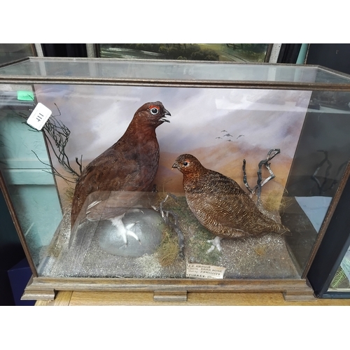 411 - Pair of Taxidermy Grouse and moorland setting, glass case with date November 1907