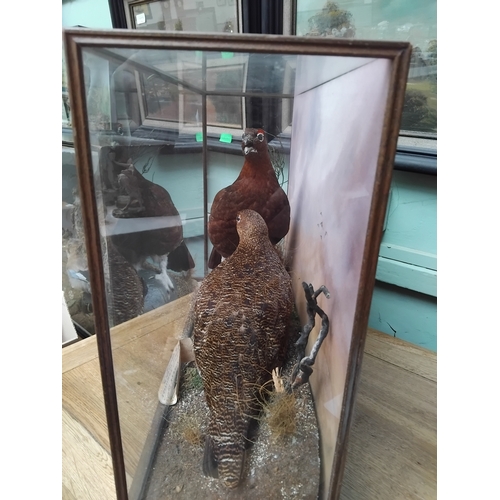 411 - Pair of Taxidermy Grouse and moorland setting, glass case with date November 1907