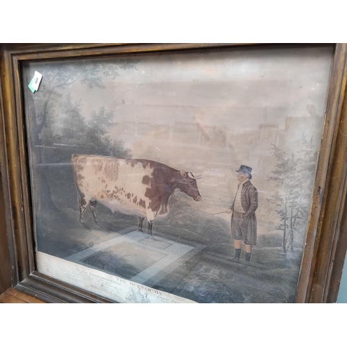 309 - Large framed print of Age entitled ''The Durham Ox'', interesting lot