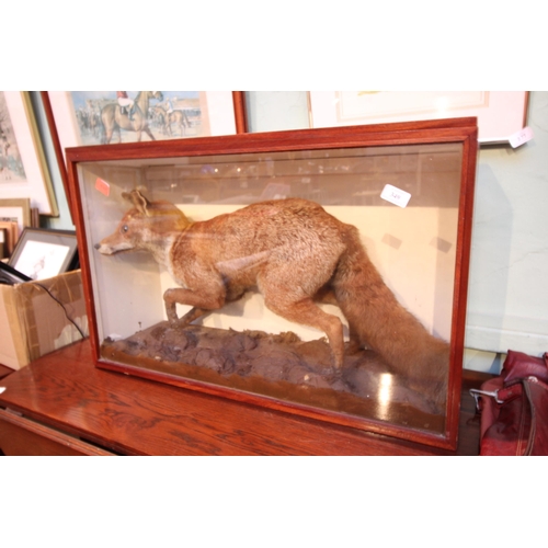 349 - Cased taxidermy of Fox